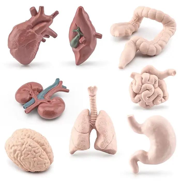 Modèle de torse de corps humain pour enfants, jouets d'apprentissage, outils de biologie du cerveau,