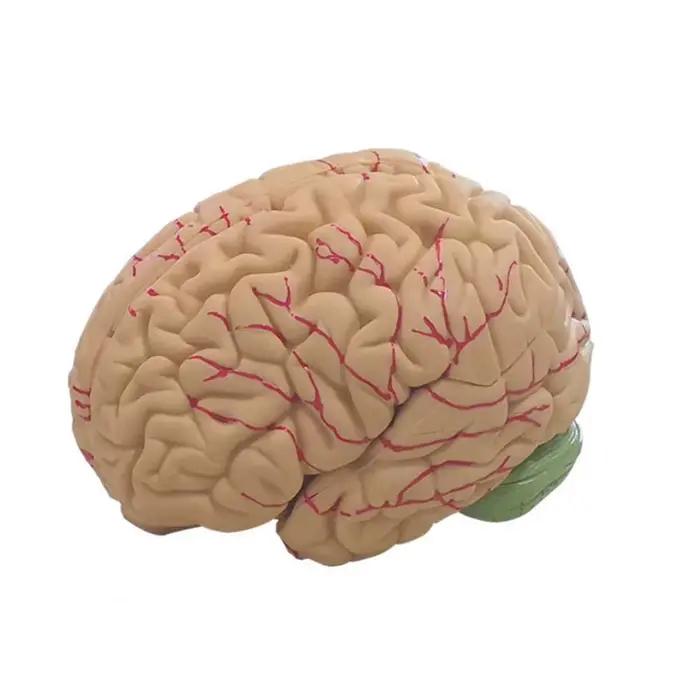 Simulation de modèle de cerveau humain, PVC en 8 parties, anatomie grandeur nature, outil fuchsia, é