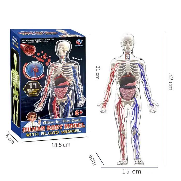 Jeu de science STEM pour enfants, corps humain assemblé, jouets pour enfants, Modules de jouets, kit d'organes d'anatomie, os