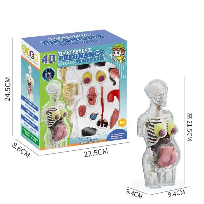 Jeu de science STEM pour enfants, corps humain assemblé, jouets pour enfants, Modules de jouets, kit d'organes d'anatomie, os