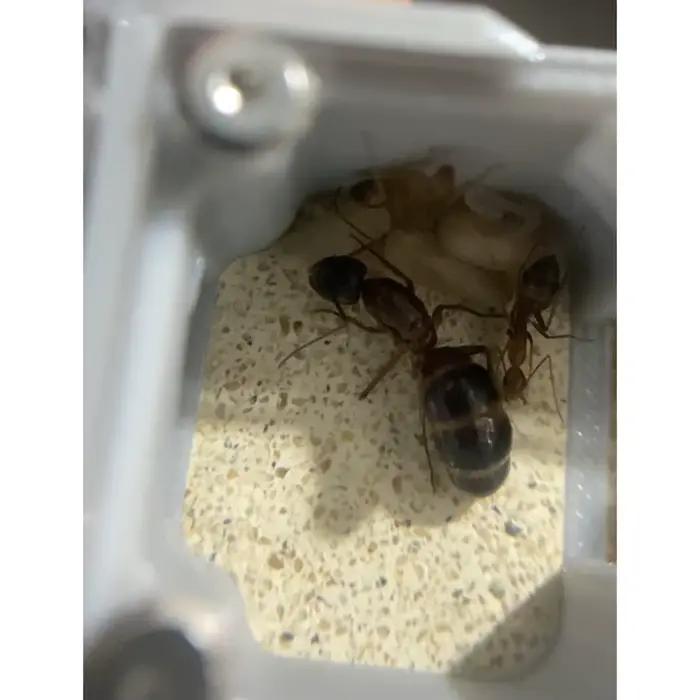 Fourmilière pour Gardien de Fourmis