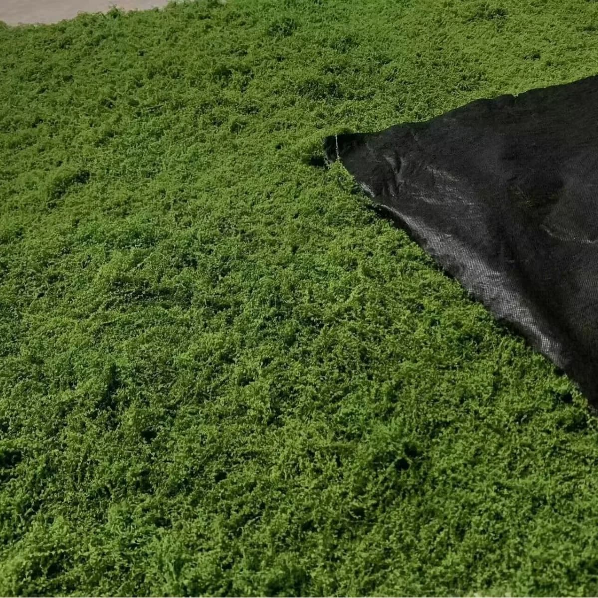 Aqumotic-Faux gazon pour animaux de compagnie, gazon pour chiens, aménagement paysager d'arrière-cou