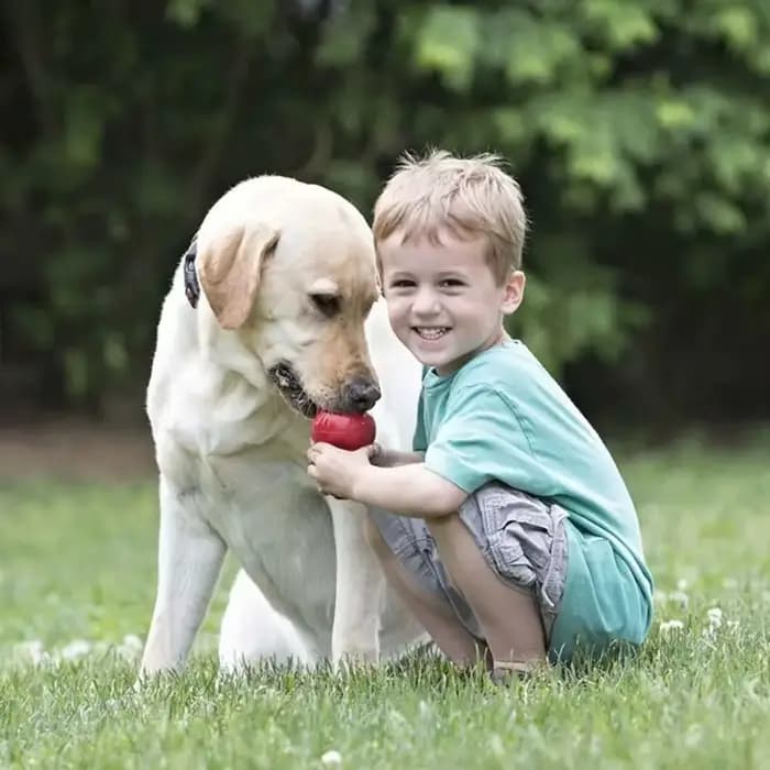 Nouveau classique Kong chien rebond érratique farci Kong chiot traiter-remplissage capacités Durable