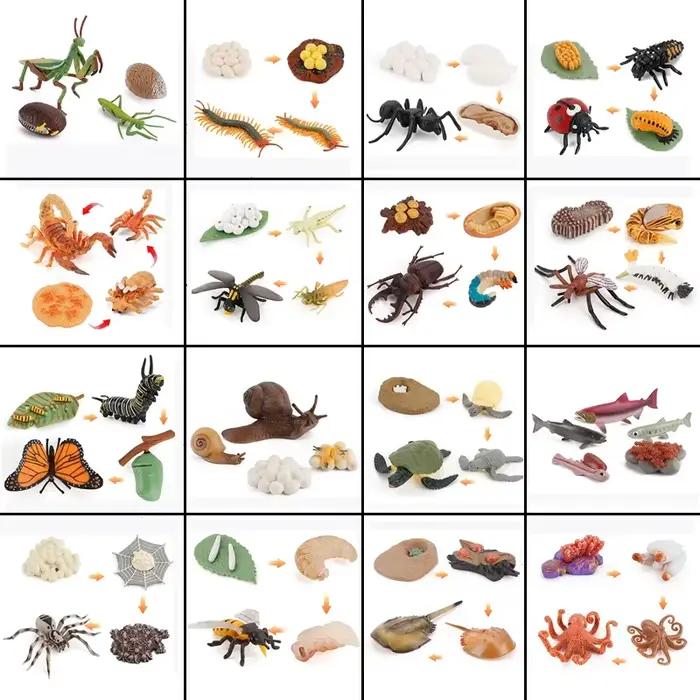 Planche de Cycle de vie des animaux, jouets pour enfants, outils pédagogiques Montessori, ensemble d