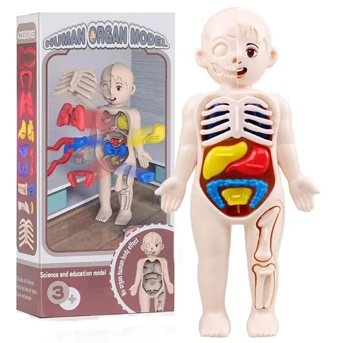 Jouets Montessori pour enfants, éducation scientifique, modèle d'anatomie d'organes du corps humain,