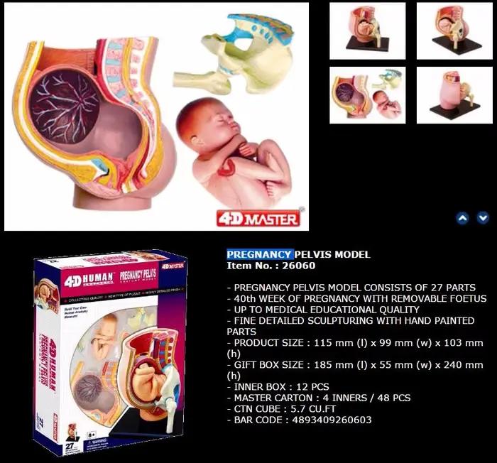 Puzzle de modèle d'anatomie humaine 4d Master