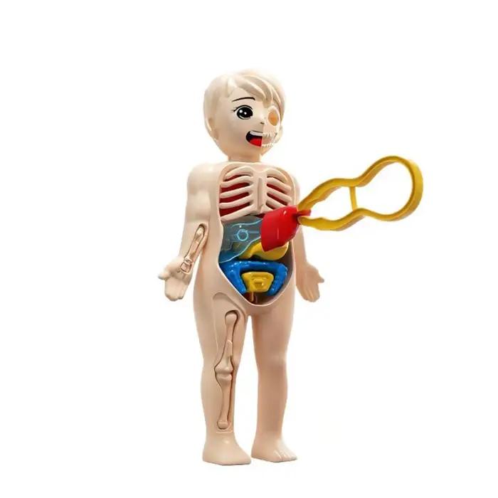 Modèle de structure corporelle pour enfants, organes détachables, organes internes, assemblage du tronc, éducation éducative, jouets pour enfants
