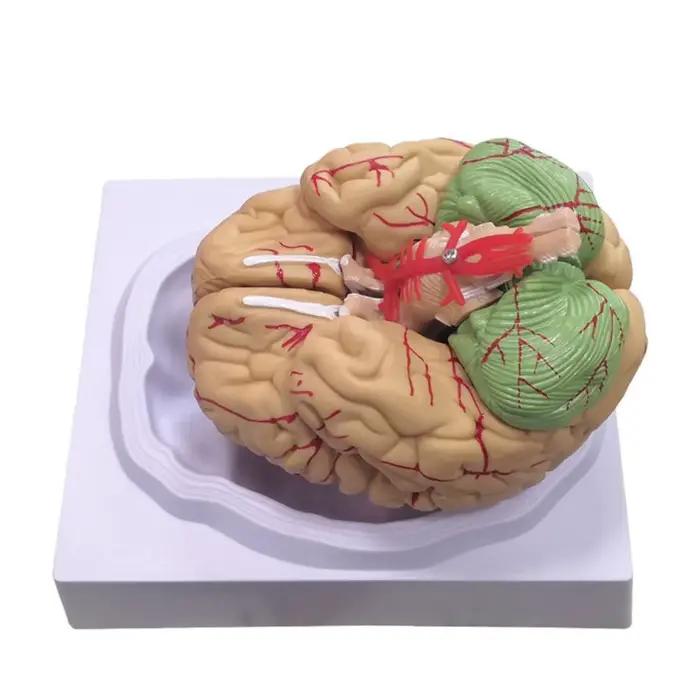 Simulation de modèle de cerveau humain