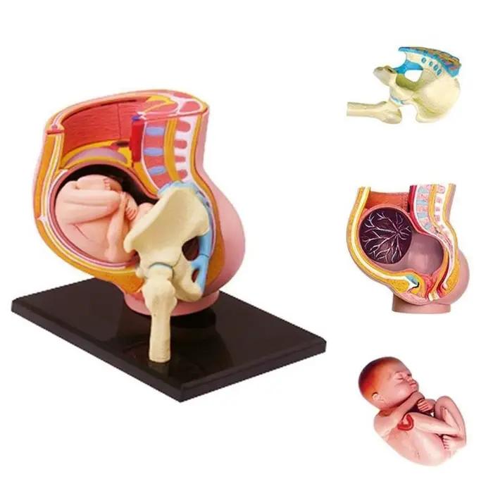 Puzzle de modèle d'anatomie humaine 4d Master