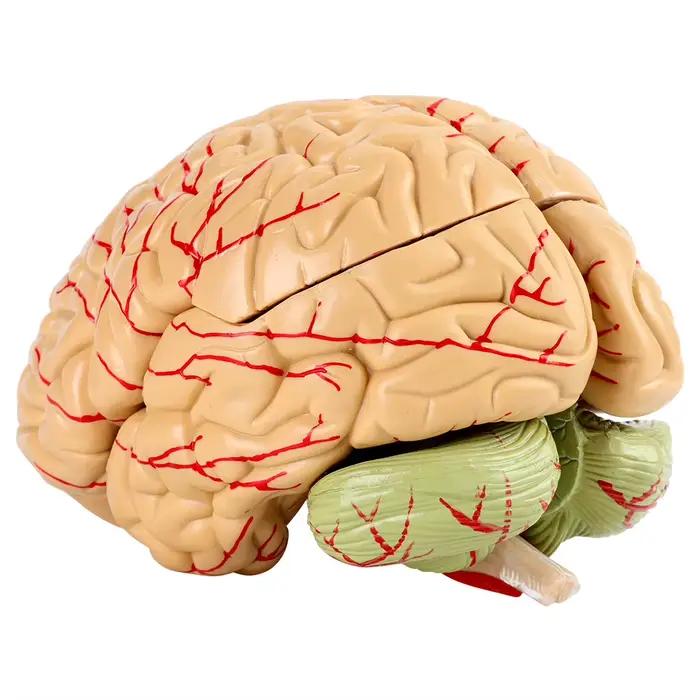 Simulation de modèle de cerveau humain