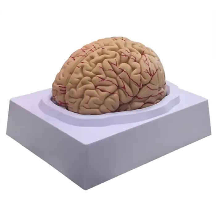 Simulation de modèle de cerveau humain