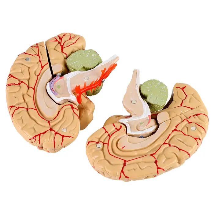 Simulation de modèle de cerveau humain