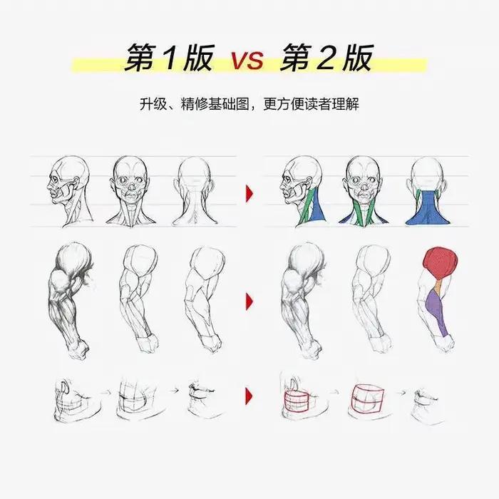 Enseigner les principes de la Structure humaine et le jeu de dessin, livres de modélisation de la Structure humaine, compétences de dessin à la main